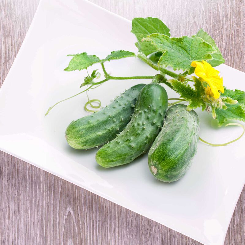 Cucumber Seed Pod Kit image number null